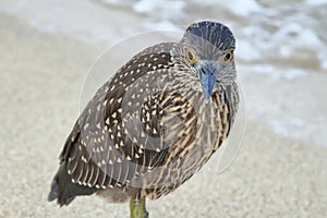 Striated Galapagos heron (Butorides striata) in Santa Cruz