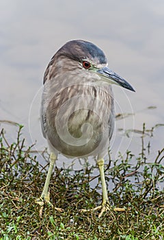 Striated heron