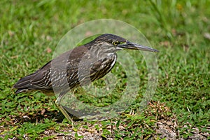 Striated Heron Butorides striata