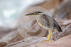 Striated Heron Butorides striata