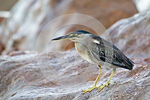 Striated Heron Butorides striata