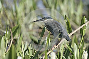 Striated heron, Butorides striata