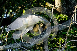 Striated heron (Butorides striata)