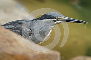 Striated Heron - Butorides striata also mangrove heron, little heron or green-backed heron, mostly non-migratory, breeding in the