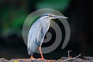 Striated Heron Butorides striata Beautiful Birds of Thailand