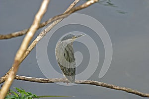 Striated Heron, Butorides striata, on branch