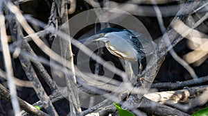 Striated Heron (Butorides striata) in Brazil