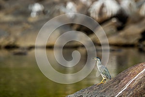 Striated heron or Butorides striata close up sitting on stone perch with a green water background at bank of chambal river