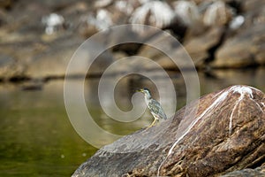 Striated heron or Butorides striata close up sitting on stone perch with a green water background at bank of chambal river