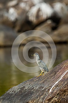 Striated heron or Butorides striata close up sitting on stone perch with a green water background at bank of chambal river