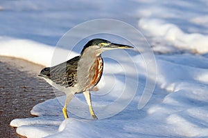 Striated Heron Butorides striata fishing on the shore under the sea foam