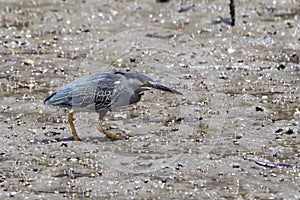 Striated Heron Butorides striata, isolated, hunting motionless in the middle of the mangrove