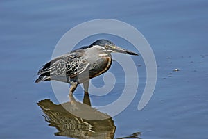 Striated Heron, Butorides striata, in marsh