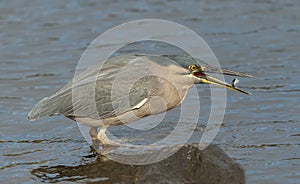 Striated Heron(Butorides striatus) catching small fish.