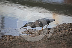 striated heron hunting small fish along the river banks