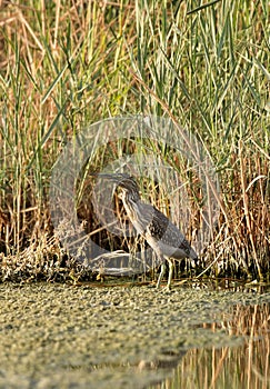 Striated Heron in its habitat at Buhair Lake, Bahrain