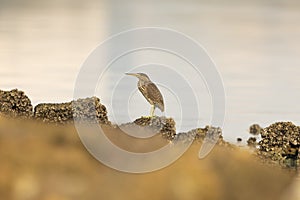 Striated Heron or little heron or mangrove heron