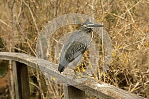 Striated heron,mangrove heron Butorides striata.