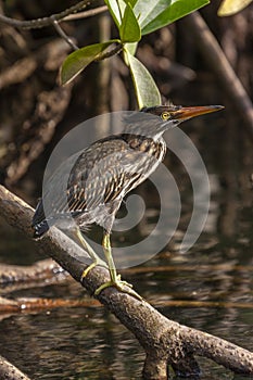 Striated Heron in mangroves on the island of Isabela - Galapagos Islands