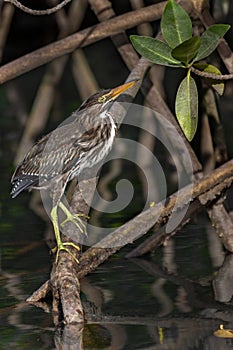 Striated Heron in mangroves on the island of Isabela - Galapagos Islands