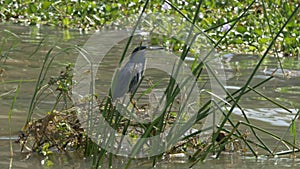 Striated heron standing on reeds at lake baringo