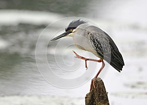 Striated Heron Stretching its Leg - Panama
