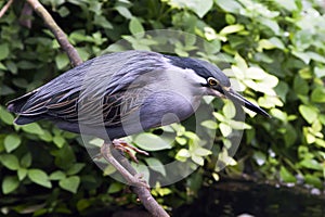 Striated Mangrove Heron