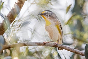 Striated Pardalote in Australia