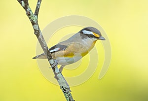 Striated Pardalote (Pardalotus striatus) close up with isolated background.