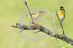 Striated Pardalote (Pardalotus striatus pair of birds perching.