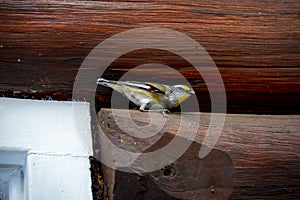 Striated Pardalote