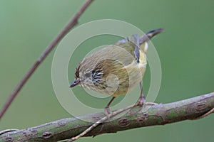 Striated Thornbill Endemic to Australia