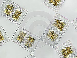 Striatella unipunctata algae under microscopic view, phytoplankton, fossils, silica, golden yellow algae