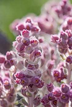 Stribrny Saxifrage Saxifraga stribrny, close-up of pink-lilac flowers