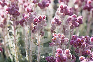 Stribrny Saxifrage Saxifraga stribrny, close-up of pink-lilac inflorescence