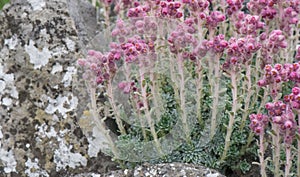 Stribrny Saxifrage, Saxifraga stribrny, close-up pink-lilac inflorescence