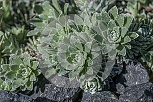 Stribrny Saxifrage Saxifraga stribrny, small silvery rosettes