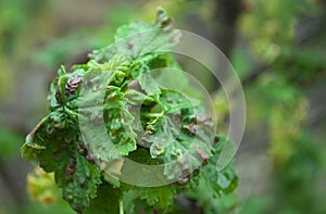 Stricken currant: red gallic aphid, anthracnose.  Illness, currant leaves