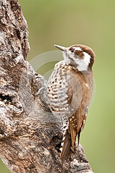 Strickland's (Arizona) Woodpecker