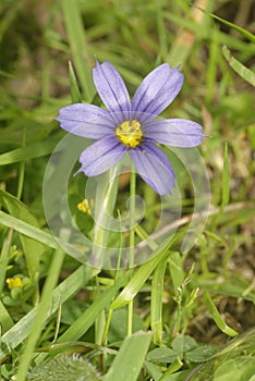 Strict Blue-eyed Grass