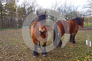 Strict looking brown cold-blooded horse in a grand paddock . Angry horse looks staight at the camera . The other turns its back to