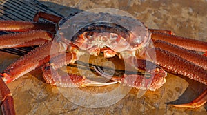 Strigun crab on Kamchatka