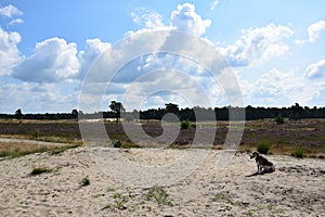 Strike a pose in the beautiful landscape of heather fields interspersed with sand drifts dunes.