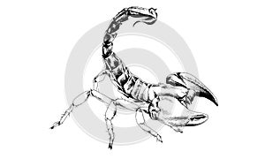 Striker Scorpion with a poisonous sting drawn in ink by hand