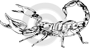Striker Scorpion with a poisonous sting drawn in ink by hand on a white background