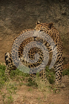 Striking appearance Of Leopard
