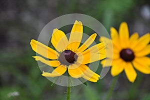 Striking Black Eyed Susan Flower in Bloom