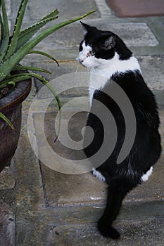 A black and white cat, one of the many at the six toe cat descendants at the Ernest Hemingway home in Key West, Florida. photo