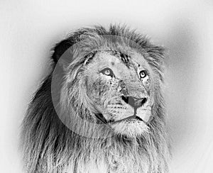 Striking Black and White Lion Face Portrait