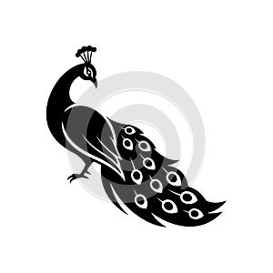 Elegant Peacock Silhouette